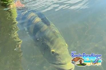 Roberteira Guia de Pesca e Piloteiro em Miguelopolis - Roberteira Guia de Pesca e Piloteiro em Miguelópolis